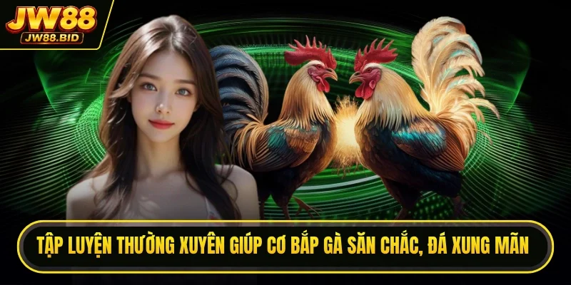 Tập luyện thường xuyên giúp cơ bắp gà săn chắc, đá xung mãn Tập luyện thường xuyên giúp cơ bắp gà săn chắc, đá xung mãn